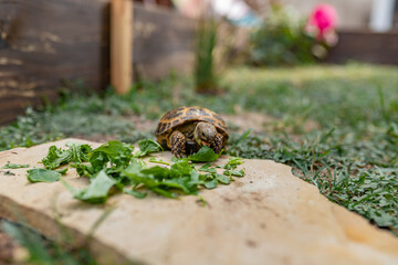 Russian tortoise taking bite out of greens on stone slab