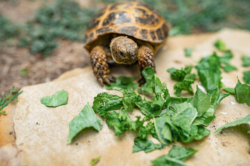 Russian tortoise close up  in front of food