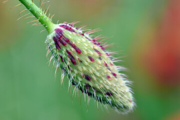 Poppy flower bud (Papaver rhoeas)