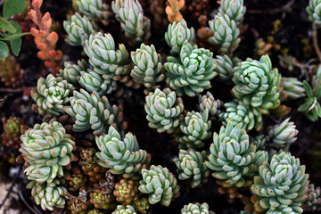 Detail of the fleshy (succulent) leaves of Sedum sediforme