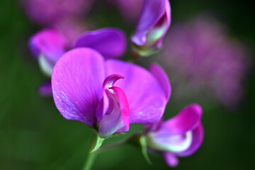 Pink flowers of the perennial peavine (Lathyrus latifolius)
