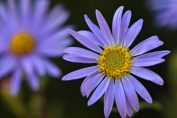 Fototapeta premium Macrophotography of the blue flowers of alpine aster (Aster alpinus)