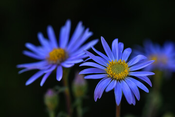 Fototapeta premium Macrophotography of the blue flowers of alpine aster (Aster alpinus)
