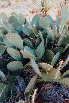 Cactus in Sunny Franklin Mountains State Park, El Paso, Texas