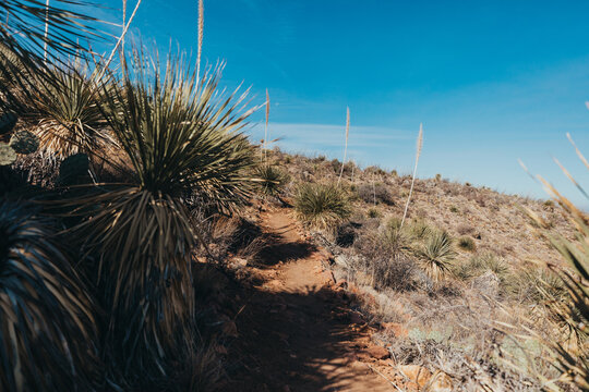 Hiking Trail lined with Sotol Plants in Franklin Mountains State Park