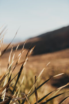 Close Up of Sotol in Franklin Mountains State Park