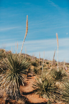 Sotol Plants Hiking Trail in Franklin Mountains in El Paso, Texas
