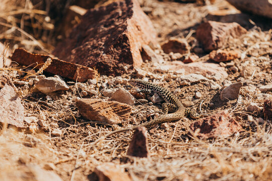 Close up of Common Checkered Whiptail in Franklin Mountains, Texas