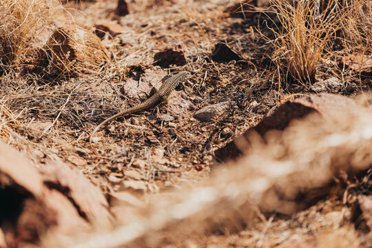 Common Checkered Whiptail Lizard in Franklin Mountains, El Paso