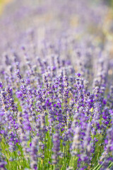 Naklejka premium Close-up of a lavender plant in the Pyrenees in Catalonia