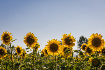 Sunflowers under clear blue sky in Burgos, Spain