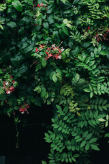 tropical lush green leaves background