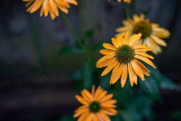 4 Cone flowers growing in a garden