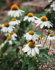 Obraz premium Bumble bee on white coneflowers blooming in garden on summer day.