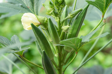 Okra plant or Lady's Finger vegetable trees in farm agricultural gardens.	
