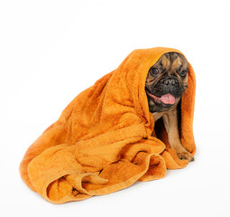 Happy dog ​​sits in a towel.  French bulldog dog after bathing isolated on white background. Funny puppy peeks out from a towel. Pampering pets.