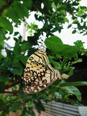 butterfly on leaf