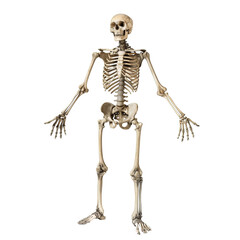 Skeleton with open arms isolated on transparent background, skeleton png
