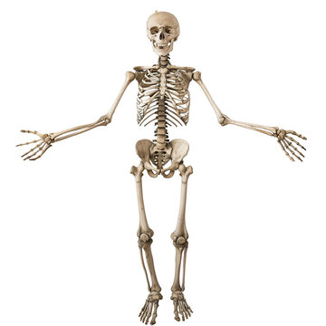 Skeleton with open arms isolated on transparent background, skeleton png