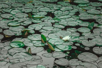 A serene pond covered in large, green lily pads, with a single white water lily blooming in the...