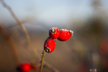 Rose hips in the field are covered with frost