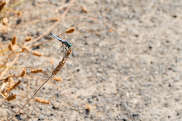 close up of a dragonfly