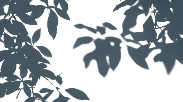 Summer shadow cast by a tree branch, cut out