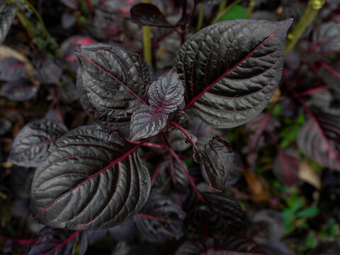 closeup of the texture and grain of the Iresine herbtii (bloodleaf) plant, its striking foliage makes it a beautiful addition indoors or outdoors