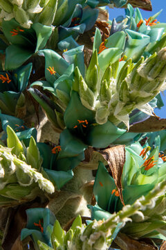 Puya alpestris