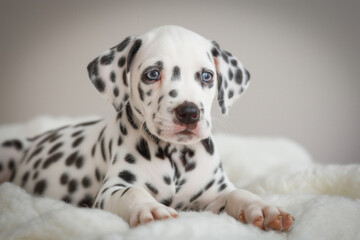 Dalmatian puppy on a white background