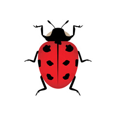 Insect ladybird cute small red bugs. Vector illustration desing.