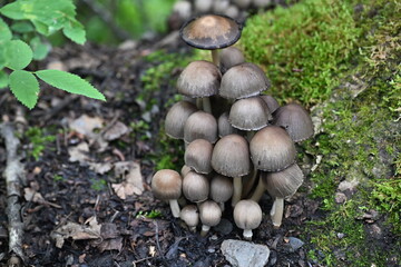 Coprinus Micaceus Mushrooms Summer in Alaska 1