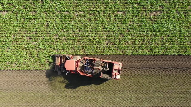 Above top view, dolly move to follow agricultural machine, harvester as cutting and harvesting mature sugar beet roots at farm field. 