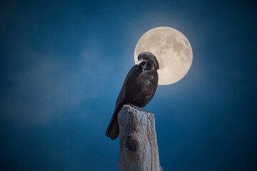 Night of the crow