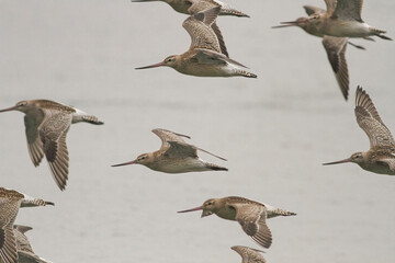 Sandpiper flock in flight