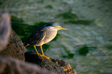 The striated, green-backed or mangrove heron (Butorides striata) hunting on the coast of Mauritius island (Indian Ocean). Bird portrait in warm morning light. Greyish plumage, yellow beak and feet.