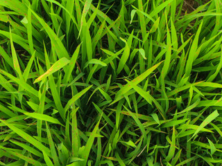 Close-up view of green grass, rice leaves with several many leaves