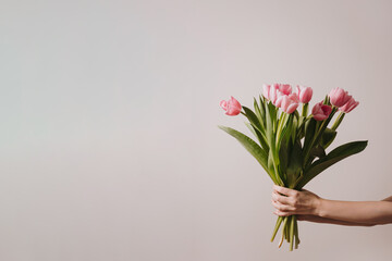 Women's hand holding pastel pink tulip flowers bouquet over white wall. Aesthetic holiday celebration concept