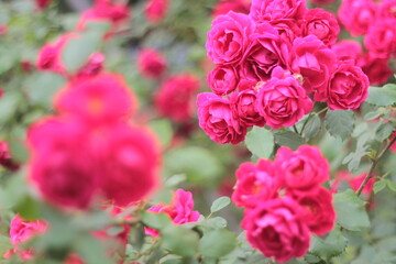 pink rose bush