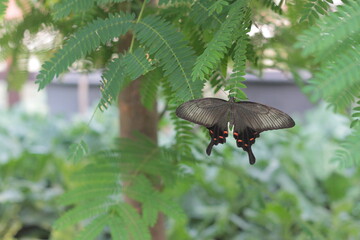 Butterfy