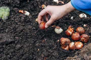hands holding tulip bulbs before planting them in the ground