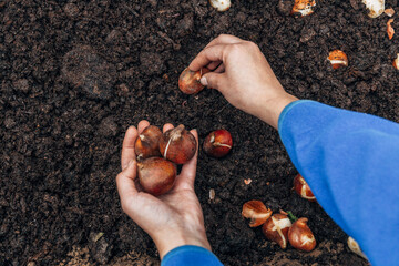 hands holding tulip bulbs before planting them in the ground