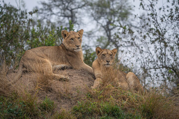 Two adorable young lion cubs laying atop a termite mound on a cloudy morning, Greater Kruger.