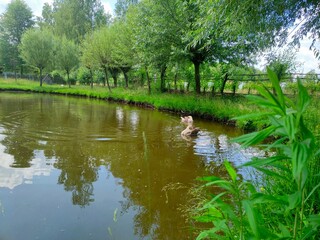 Staw © Monika