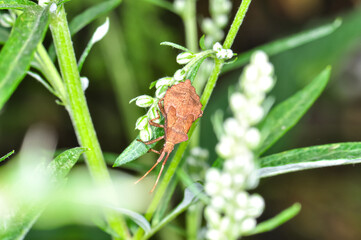 Macro photo of a small bug in nature