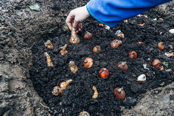 hands holding daffodil bulbs before planting in the ground