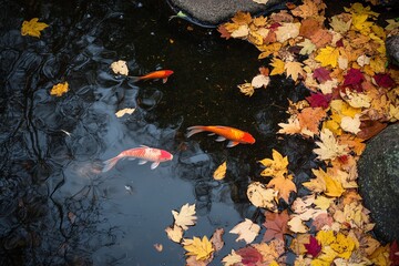 Koi fish swim in a pond with fallen autumn leaves.