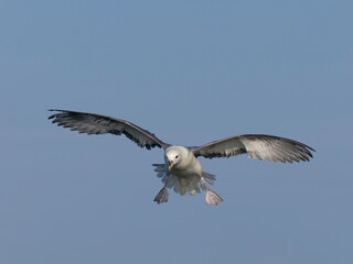 Fulmar, Fulmarus glacialis