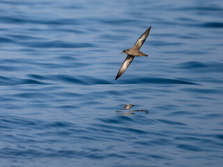 Sooty shearwater, Puffinus griseus