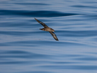 Sooty shearwater, Puffinus griseus